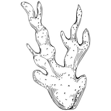 Coral vector isolated plant