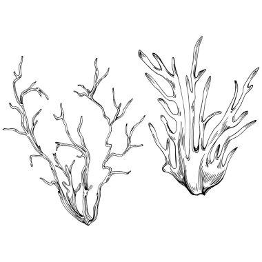 Coral vector isolated plant