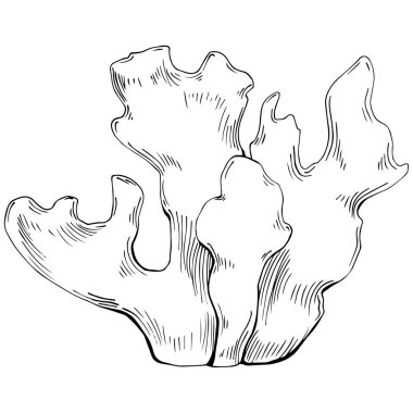 Coral vector isolated plant