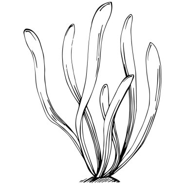 Coral vector isolated plant