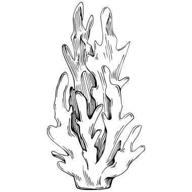 Coral vector isolated plant