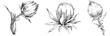 Thistle flower by hand drawing. Black and white clip art isolated.