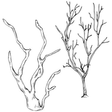 Coral vector isolated plant