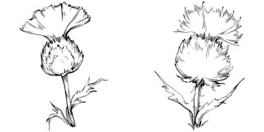 Thistle flower by hand drawing. Black and white clip art isolated.