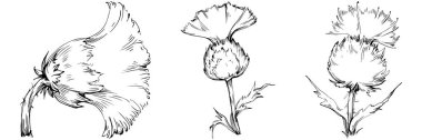 Thistle flower by hand drawing. Black and white clip art isolated.