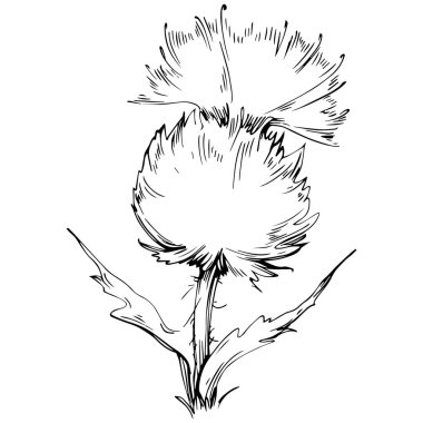 Thistle flower by hand drawing. Black and white clip art isolated.