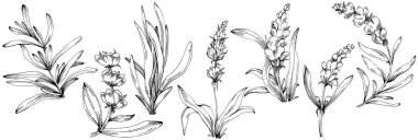 siyah ve beyaz el çizimi çiçekler, vektör illüstrasyonu