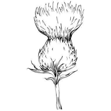Thistle flower by hand drawing. Black and white clip art isolated.
