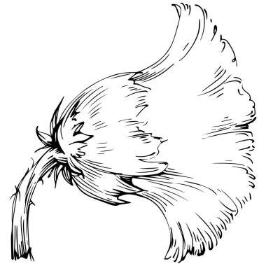 Thistle flower by hand drawing. Black and white clip art isolated.