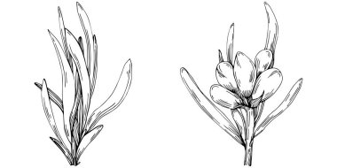 siyah ve beyaz el çizimi çiçekler, vektör illüstrasyonu