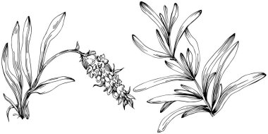 siyah ve beyaz el çizimi çiçekler, vektör illüstrasyonu