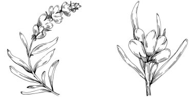 siyah ve beyaz el çizimi çiçekler, vektör illüstrasyonu