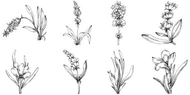 siyah ve beyaz el çizimi çiçekler, vektör illüstrasyonu