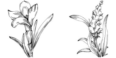 siyah ve beyaz el çizimi çiçekler, vektör illüstrasyonu