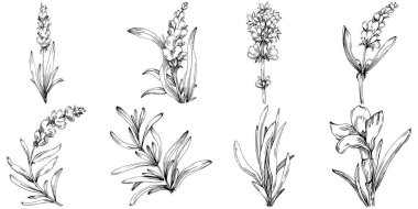 siyah ve beyaz el çizimi çiçekler, vektör illüstrasyonu