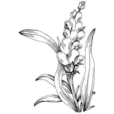 siyah ve beyaz el çizimi çiçek, vektör çizimi