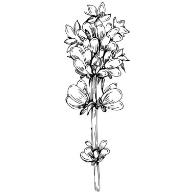 siyah ve beyaz el çizimi çiçek, vektör çizimi