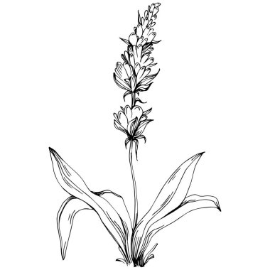 siyah ve beyaz el çizimi çiçek, vektör çizimi