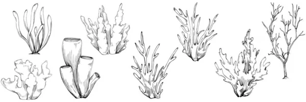 Coral Vector Isolated Plant — Stockový vektor