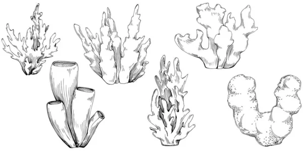 Coral Vector Isolated Plant — Διανυσματικό Αρχείο