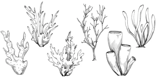 Coral Vector Planta Aislada — Archivo Imágenes Vectoriales