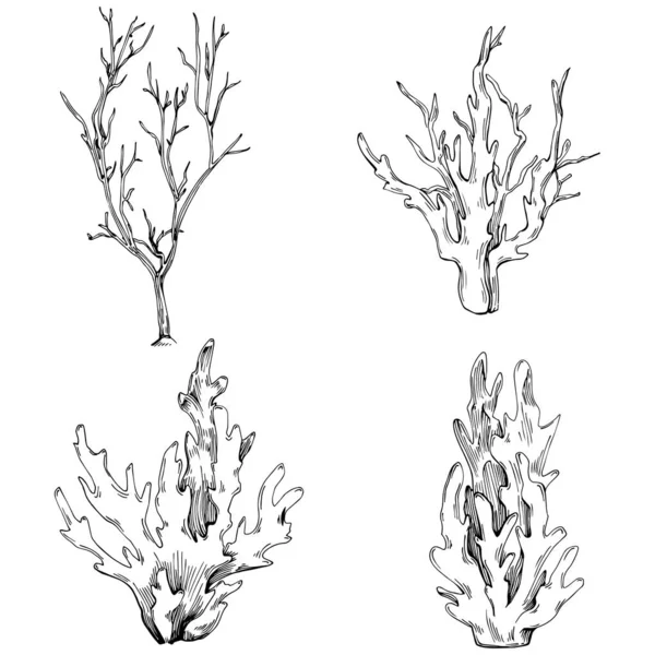 Coral Vector Isolated Plant — Διανυσματικό Αρχείο