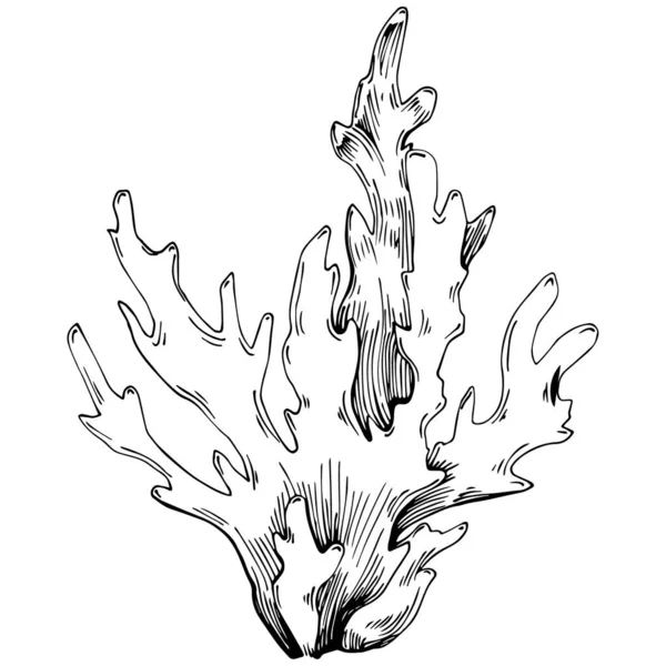 Coral Vector Isolated Plant — Stok Vektör