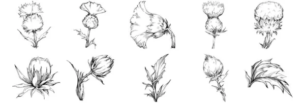 Thistle Flower Hand Drawing Black White Clip Art Isolated — Image vectorielle