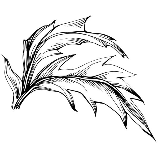 Thistle Flower Hand Drawing Black White Clip Art Isolated — Stok Vektör