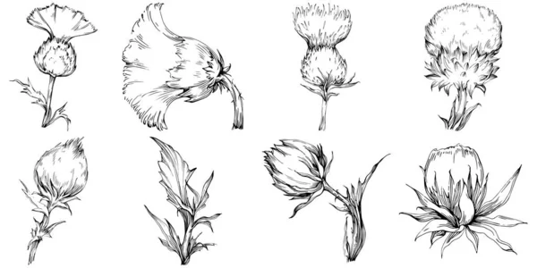 Thistle Flower Hand Drawing Black White Clip Art Isolated — Vetor de Stock