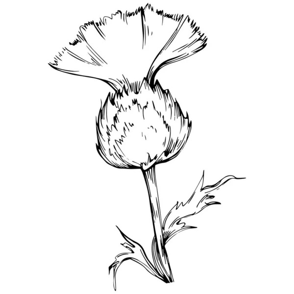 Thistle Flower Hand Drawing Black White Clip Art Isolated — Stockvector