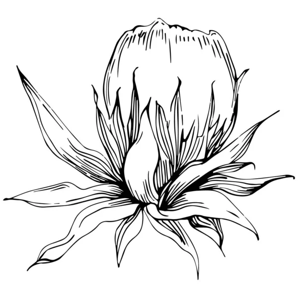 Devedikeni Çiçeği Elle Çizilmiş Siyah Beyaz Klip Sanatı Izole Edildi — Stok Vektör