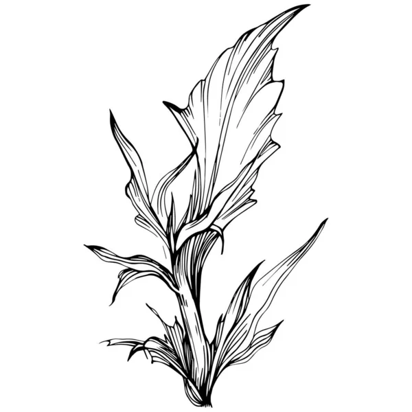 Thistle Flower Hand Drawing Black White Clip Art Isolated — Vetor de Stock