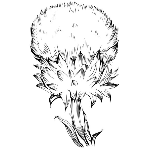 Oset Kwiat Ręcznie Rysunku Czarno Biały Klip Sztuki Izolowane — Wektor stockowy