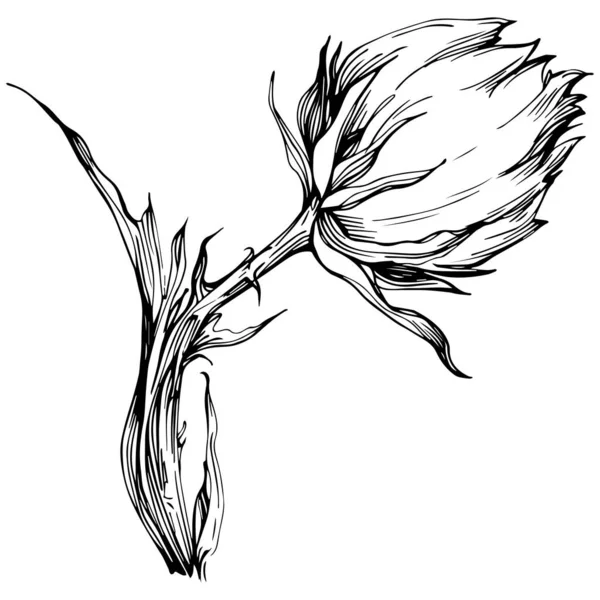 Thistle Flower Hand Drawing Black White Clip Art Isolated — Stockvektor
