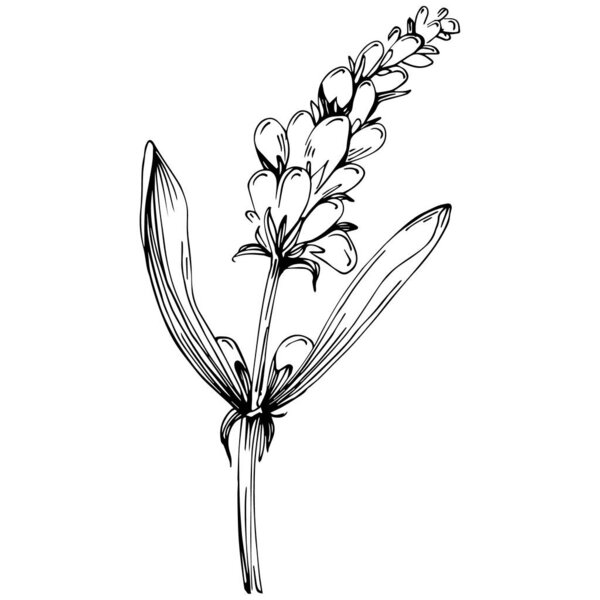 black and white hand-drawn flower, vector illustration