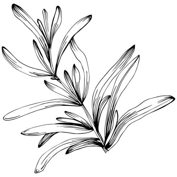 Flor Desenhada Mão Preta Branca Ilustração Vetorial — Vetor de Stock