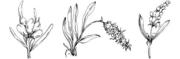 Ασπρόμαυρο Σετ Λουλουδιών Ζωγραφισμένα Στο Χέρι Διανυσματική Απεικόνιση — Διανυσματικό Αρχείο