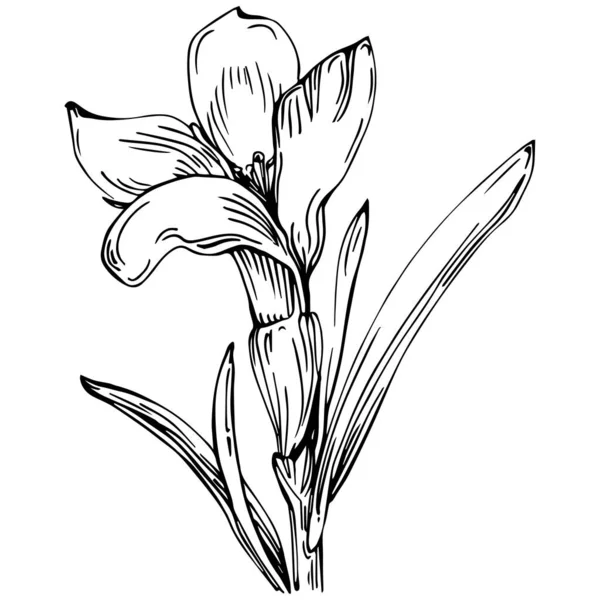 Black White Hand Drawn Flower Vector Illustration — Stock Vector