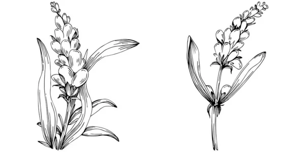 Set Fleurs Dessinées Main Noir Blanc Illustration Vectorielle — Image vectorielle