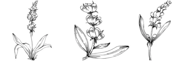 Conjunto Flores Dibujadas Mano Blanco Negro Ilustración Vectorial — Vector de stock