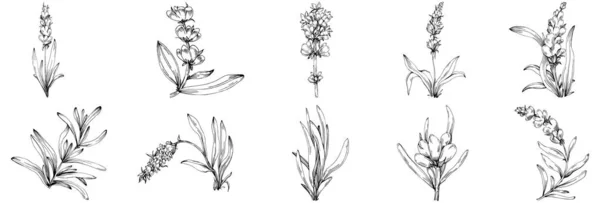 Czarny Biały Ręcznie Rysowane Kwiaty Zestaw Wektor Ilustracja — Wektor stockowy