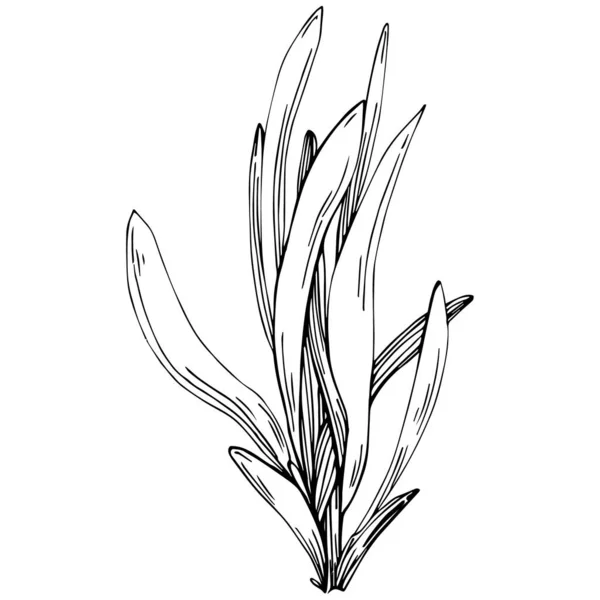 Černá Bílá Ručně Kreslená Květina Vektorová Ilustrace — Stockový vektor