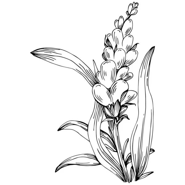 Чорно Біла Квітка Намальована Вручну Векторні Ілюстрації — стоковий вектор