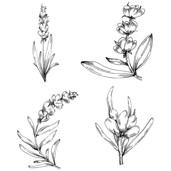 комплект черно-белых ручных цветов, векторная иллюстрация