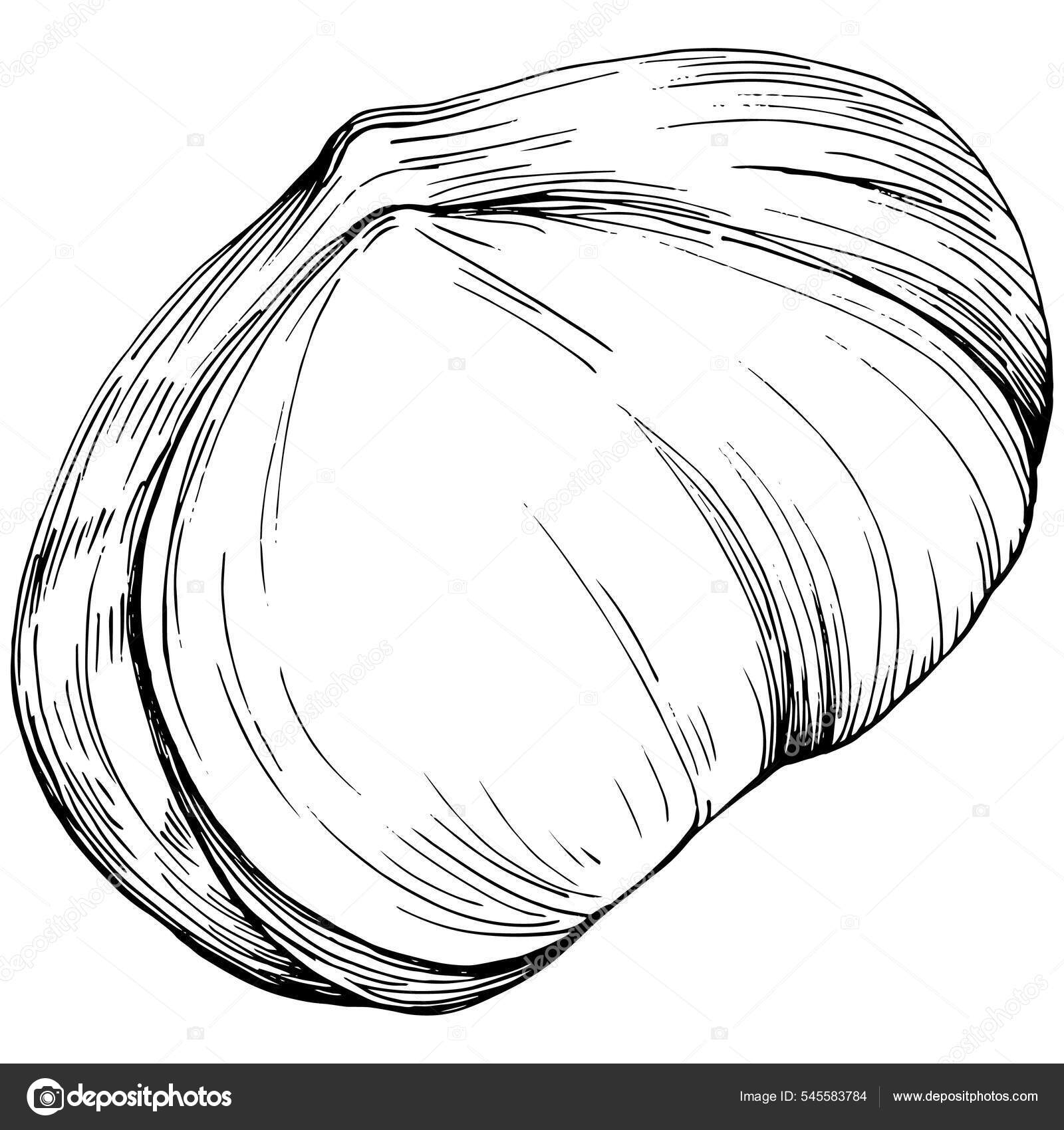 Black White Clip Art Graphic Art Hazelnut Simple Vector Sketch Stock