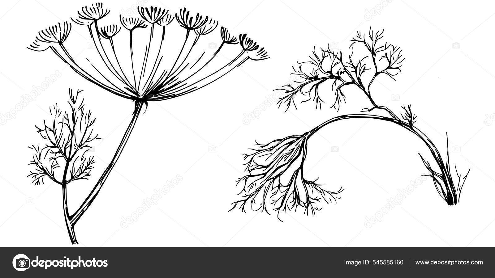 Fennel Flower Tattoo