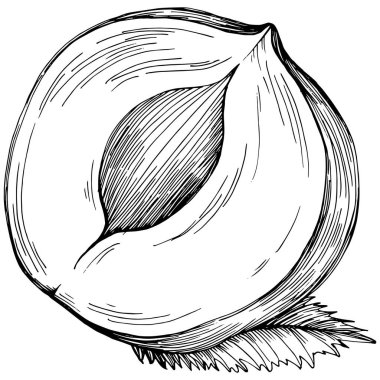 Siyah ve beyaz klip sanatı, yarım fındıklı grafik sanatı, beyaz arkaplanda izole edilmiş basit vektör çizimi. 