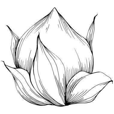 Siyah beyaz klip sanatı, fındık grafik sanatı, beyaz arkaplanda izole edilmiş basit vektör çizimi. 