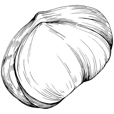 Siyah beyaz klip sanatı, fındık grafik sanatı, beyaz arkaplanda izole edilmiş basit vektör çizimi. 